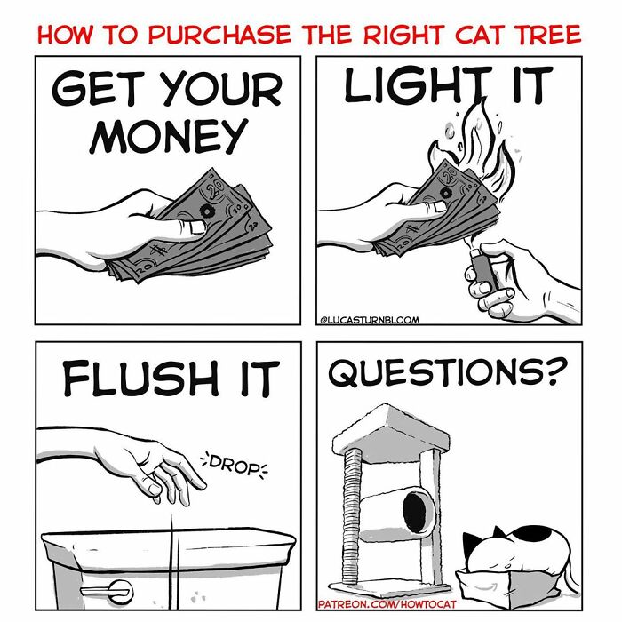 How To Cat