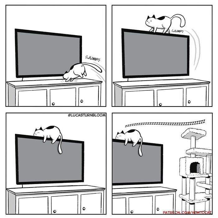 How To Cat