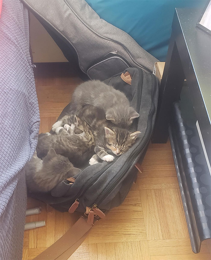 Got Them A Bed And 10 Different Blankets, They Won't Sleep Anywhere Else Than On My Laptop Bag