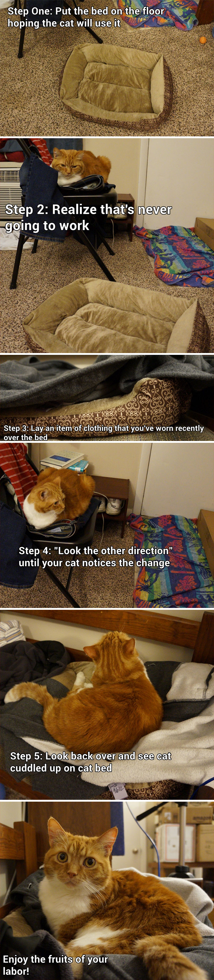 How To Get Your Cat To Use A Pet Bed