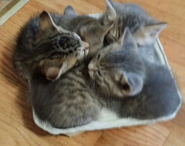 My Cat's Kittens Have Found A New Cozy Bed... In A Cup Holder