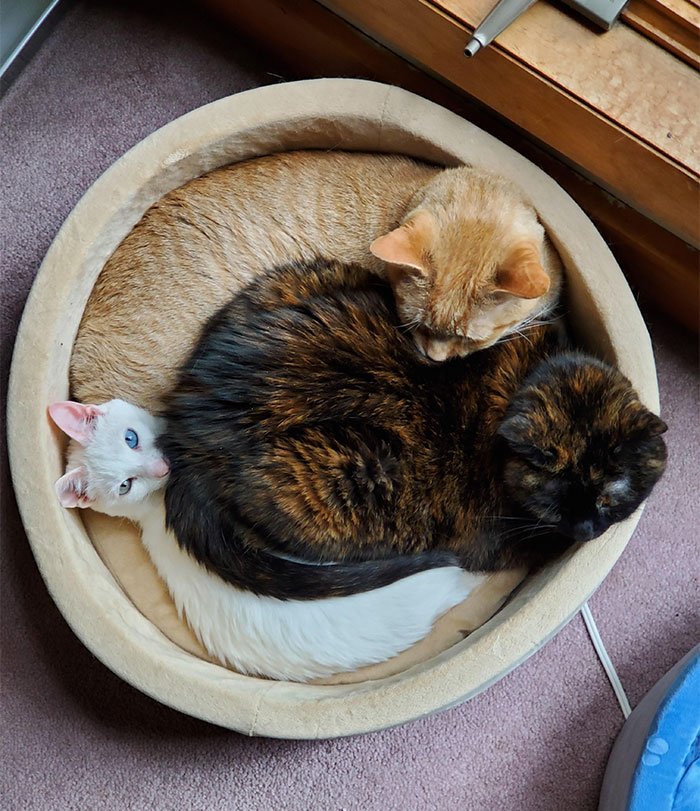 4 camas para 3 gatos y hacen esto