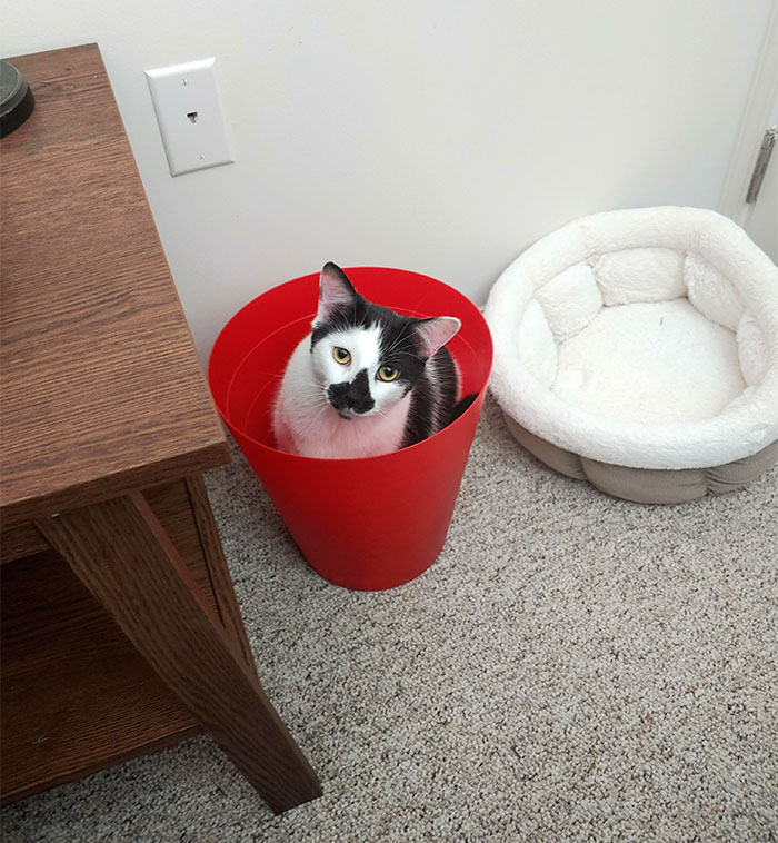 Al Chooses To Hang Out In The Trash Instead Of His Bed