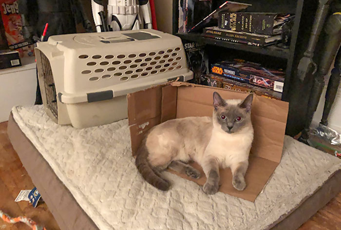 She Dragged This Cardboard Onto Her Bed Instead Of Just Laying On The Bed