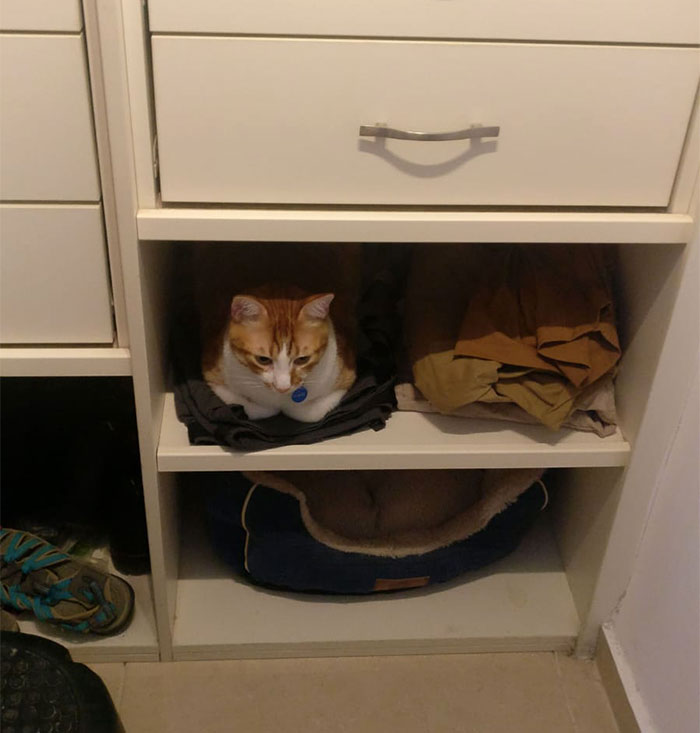 My Cat Has Been Sleeping On My Pants On The Bottom Shelf Of Our Closet Lately, So I Asked My Wife To Move The Pants And Put A Cat Bed In There. Cat's Response