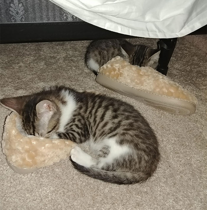My Little Ones Have A Soft Cushy $30 Pet Bed Yet Prefer To Nap In Their Dad's Slippers