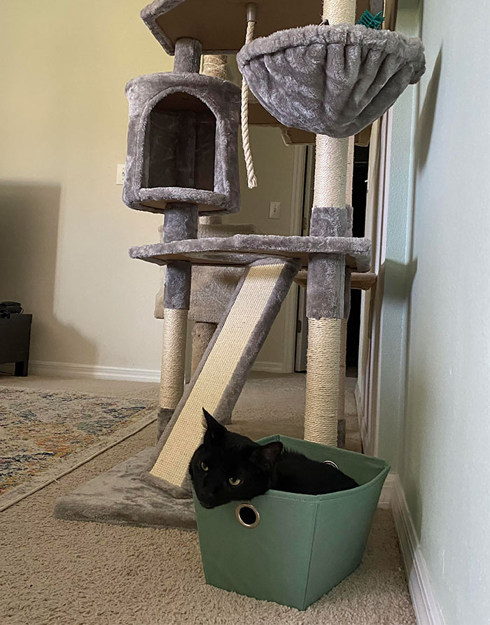 So Glad I Bought Him This Brand New Cat Tree So He Can Just Lay In His Toy Basket Next To It
