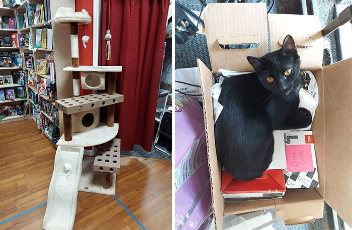 The Mansion Built For The Cat And The Box She Chooses To Sleep In Instead