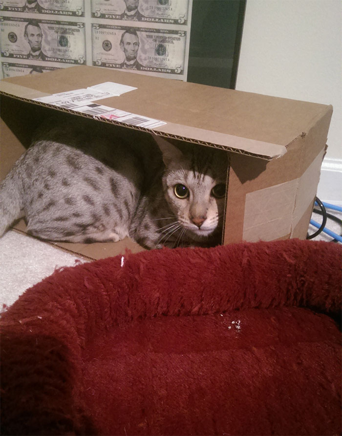 He'll Take A Random Box Over His Cat Bed Every Time