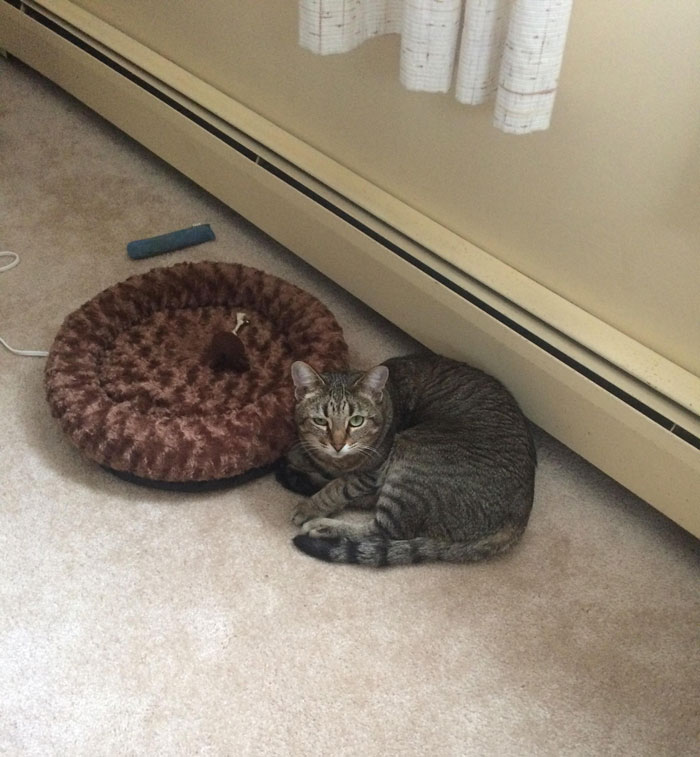 Got My Cat A New Heated Kitty Bed. He's A Jerk