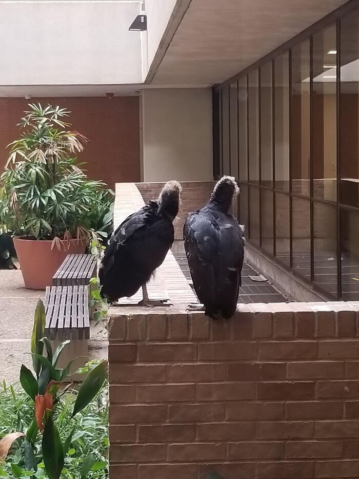 Just A Couple Of Vultures In The Hospital Courtyard. Nothing To Worry About