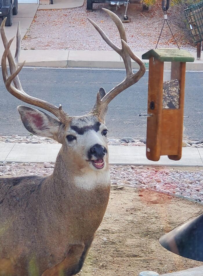 Omg Please Caption These Eyebrows! Yes, He Just Got Busted Eating From The Bird Feeder!