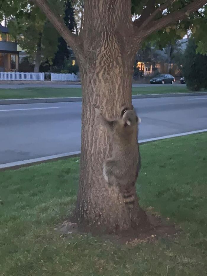 Anyone Know This Species Of Squirrel?