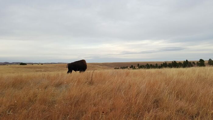 Studies Show 1 In 8 Bison Will Be Decapitated By Poachers And Left To Wander Headless Across The Prairie For The Rest Of Their Lives.