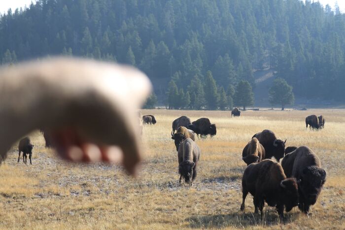 Apparently My Husband Didn't Think I Could See The Giant Herd Of Bison Right By Our Car. At Least His Hand Is Out Of Focus....