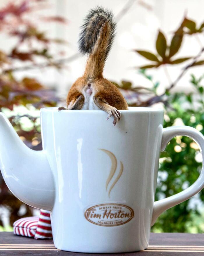 A Little Nut Flavoured Coffee Anyone ?