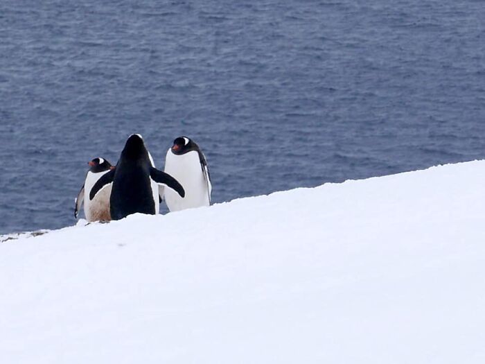 On A Trip To Antarctica, I Was Fortunate To Witness A Gentoo Penguin Wedding.