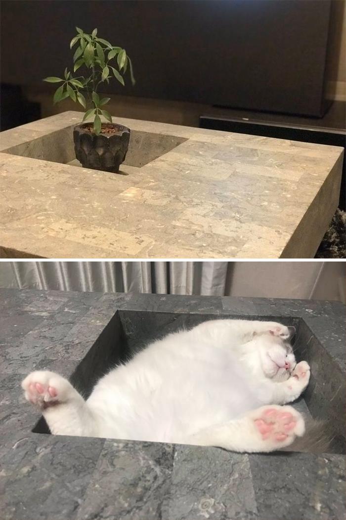Coffee Table: Expectation vs. Reality