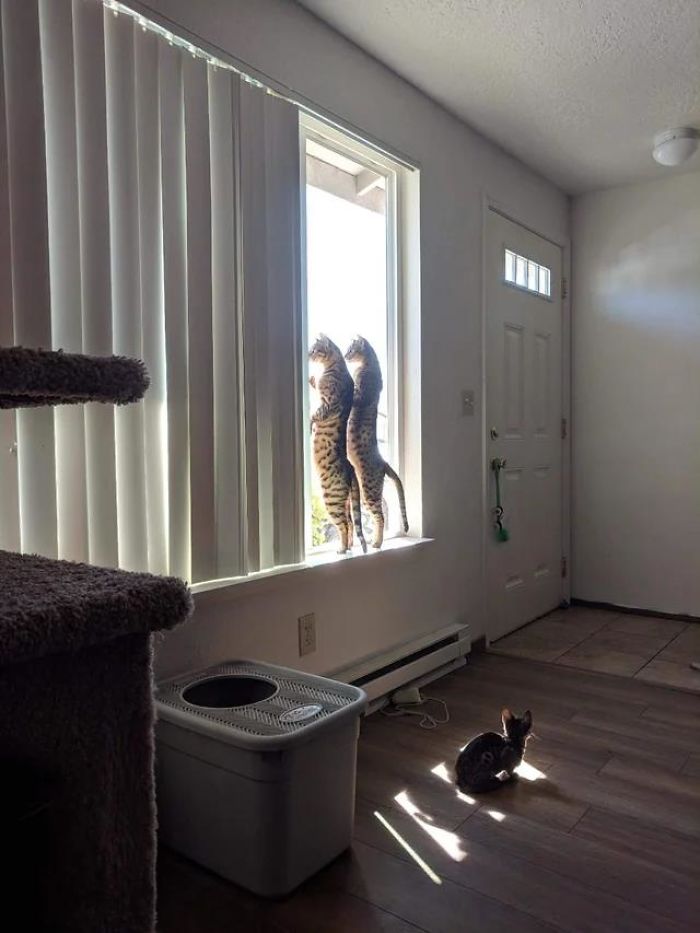 Cats Trying To See Over The Bush Outside..