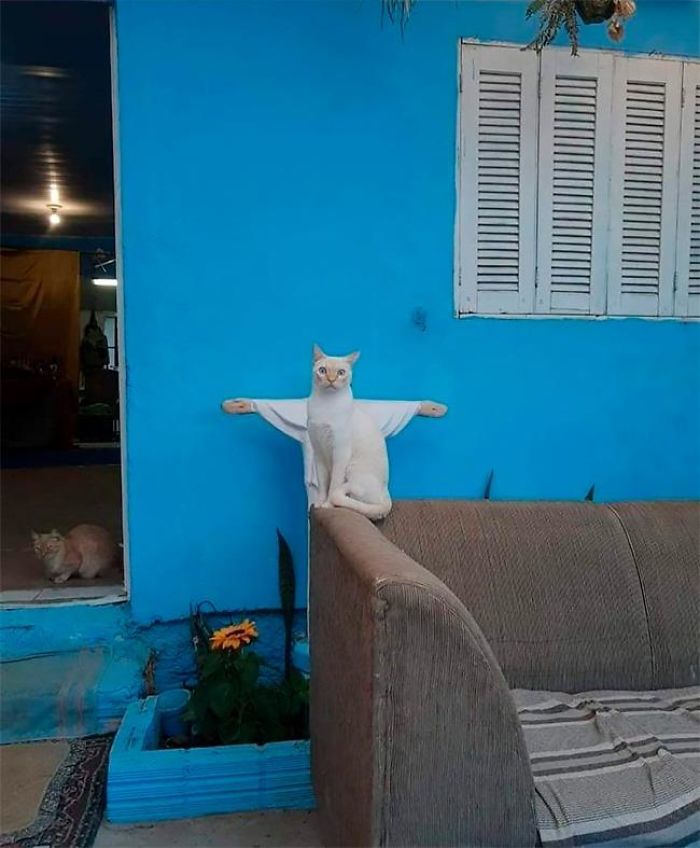 Jesus Cat