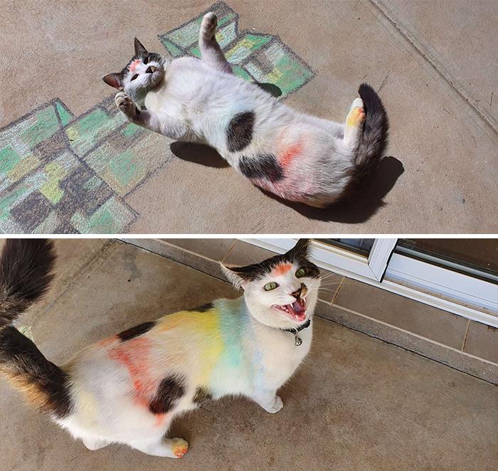 Read Cats See Family Drawing With Chalk And Decide They Want To Play Too