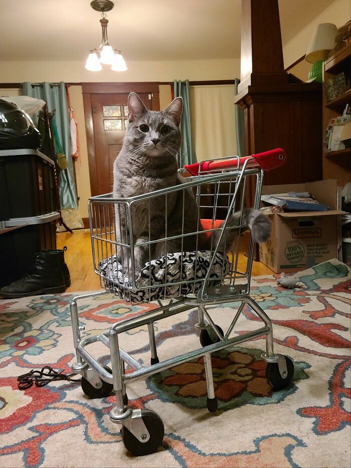 Found This Mini Shopping Cart At A Goodwill For 10 Bucks