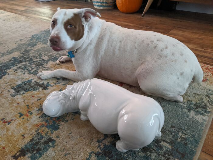 Picked Up This House Hippo At An Estate Sale Today. Kept Reminding Me Of My Pup