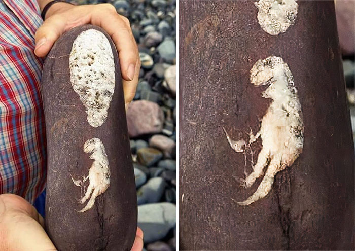 Possibly The World's Best "Have I Found A Baby Dinosaur?" Looking Rock I Have Ever Seen