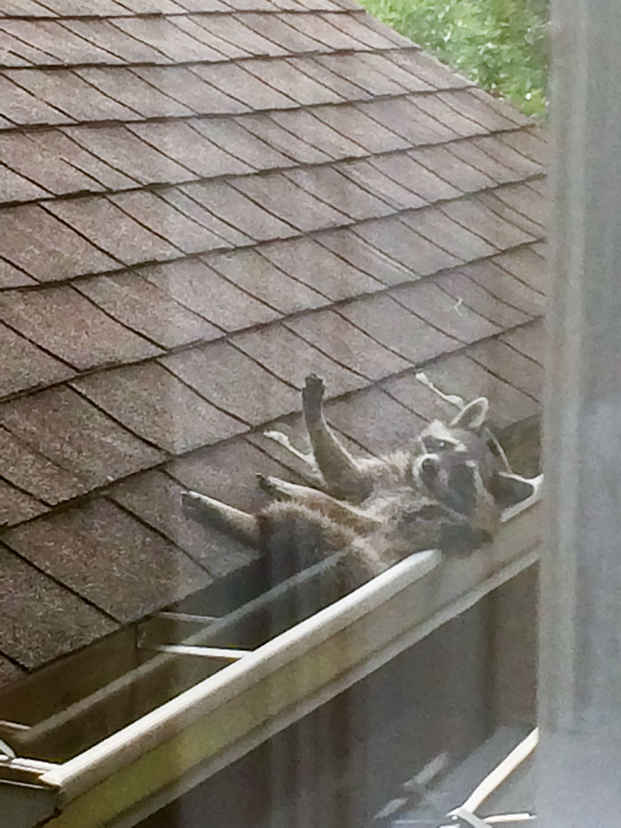 My Sister Sent Me This Pic Of A Trash Panda Hanging Out In Her Neighbor's Gutter