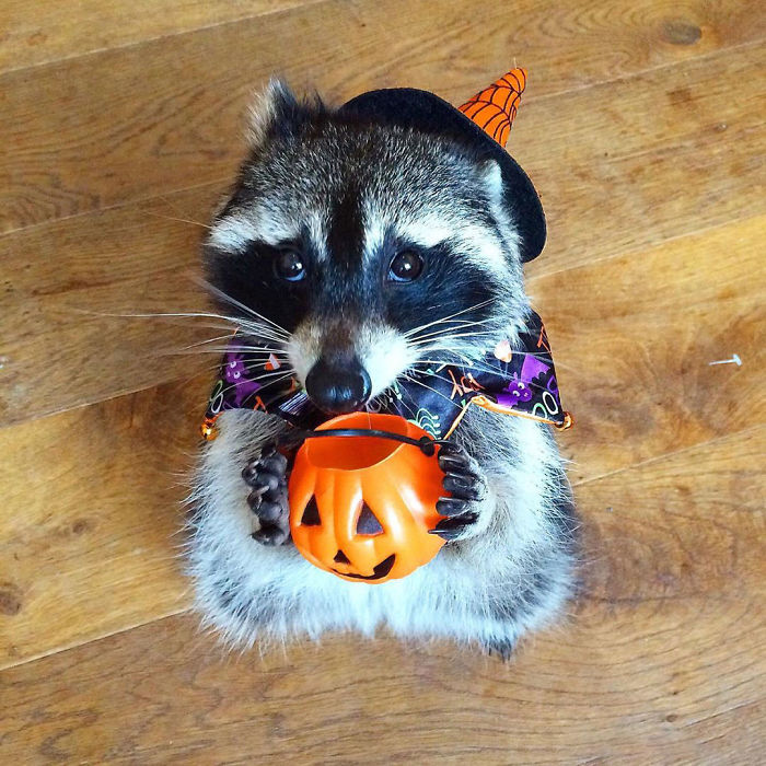 Happy Halloween, Everyone