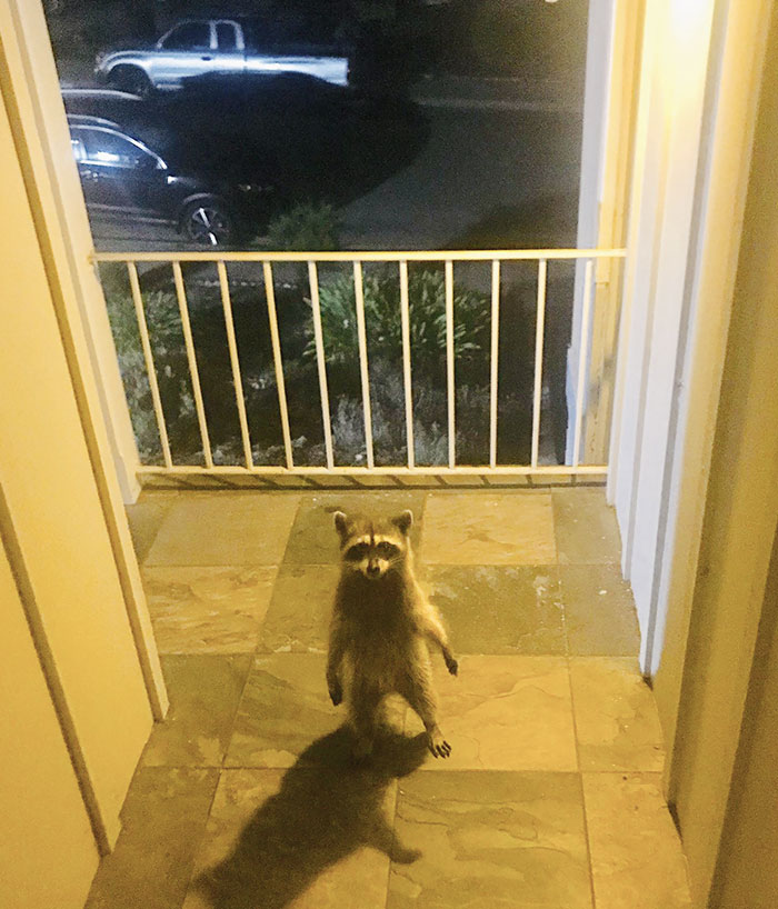 I Came Home Last Night To Find This Thief Just Standing There Menacingly