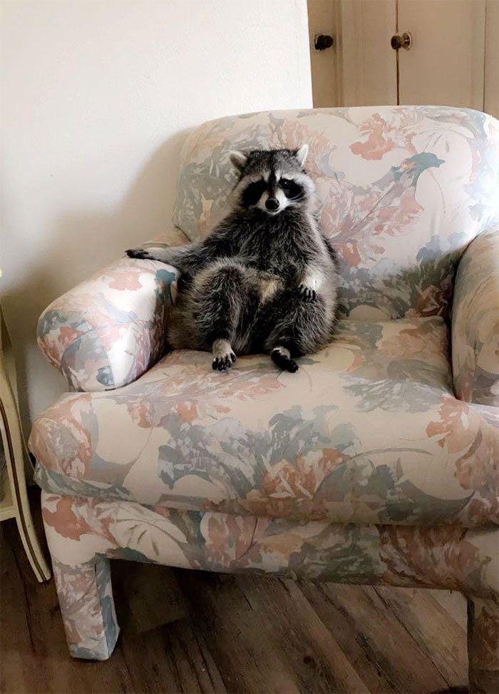 Raccoon That Snuck Into My House Sits In My Chair Like A Human