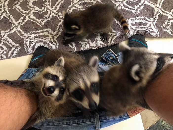 What Taking Care Of 4 Trash Pandas Is Really Like