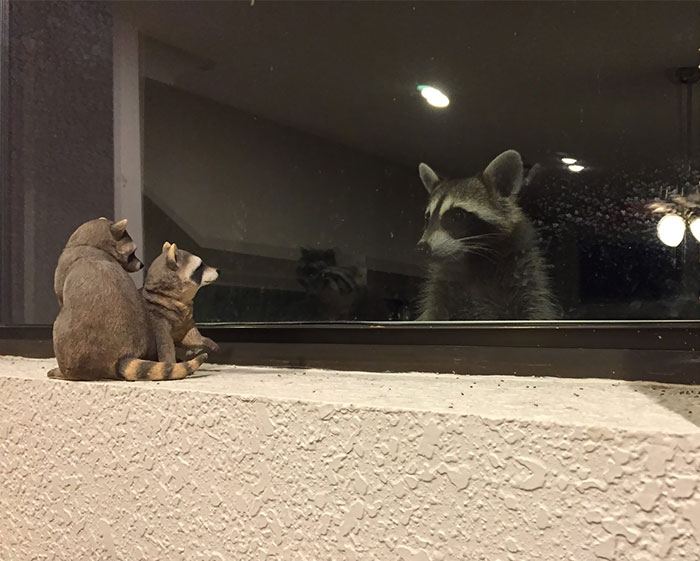 This Raccoon Peeping Thru My Dad's Window At His Raccoon Figurines