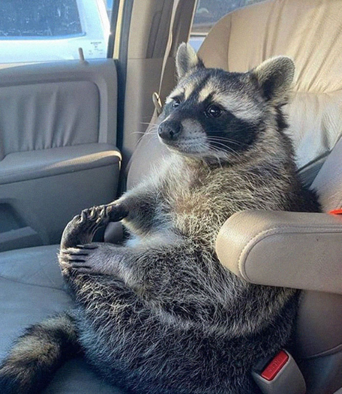 Where Are You Taking Me, Karen? I Hope Not To The Vet, We Talked About It