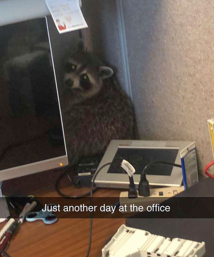 Walked Over To My Desk Today And Found An Unexpected Visitor