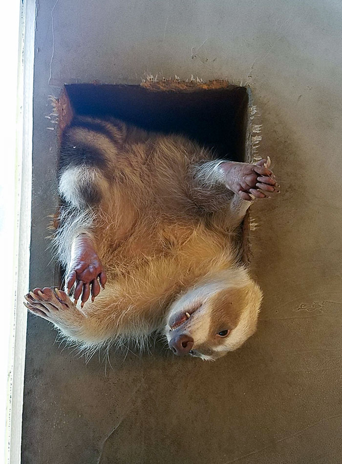 This Little Guy In A Raccoon Cafe Just Couldn't Find A Comfy Spot