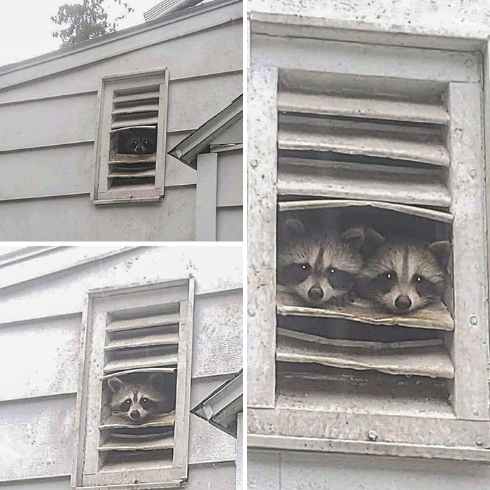 Yes Ma'am, I'm Sure It's Raccoons In Your Attic