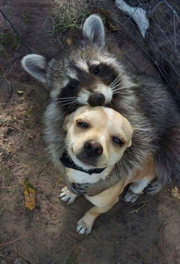 My Coworkers Dog Taco And His Pet Raccoon