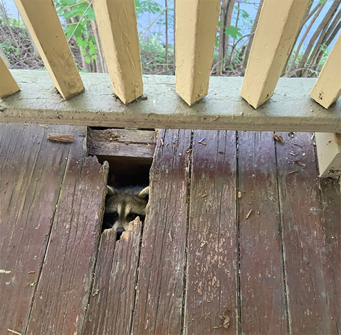 Bonus Picture Of Our Porch Dweller