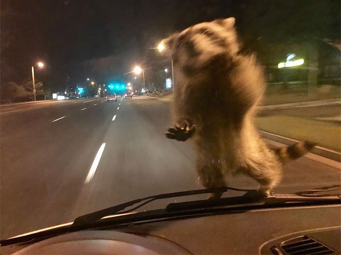 A Colorado Springs Police Department Officer Was On His Way To A Serious Accident When This Little Guy Jumped Up On His Windshield
