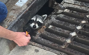50 Mapaches que hicieron cosas tan raras o divertidas que hubo que documentarlos y compartirlos
