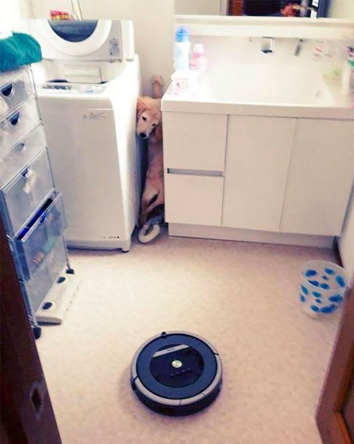 Roomba, The Nope Of Dog World