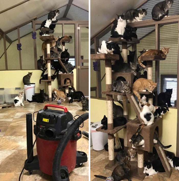 A Volunteer At Our Local Cat Rescue Turned On The Vacuum