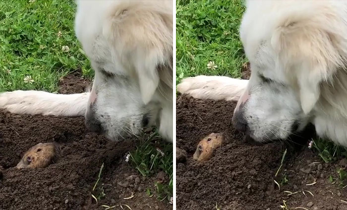 Gentle 2 Y.O. Dog Loves The Gophers In Her Local Park, Tries To Say Hello To Them On Her Daily Walks