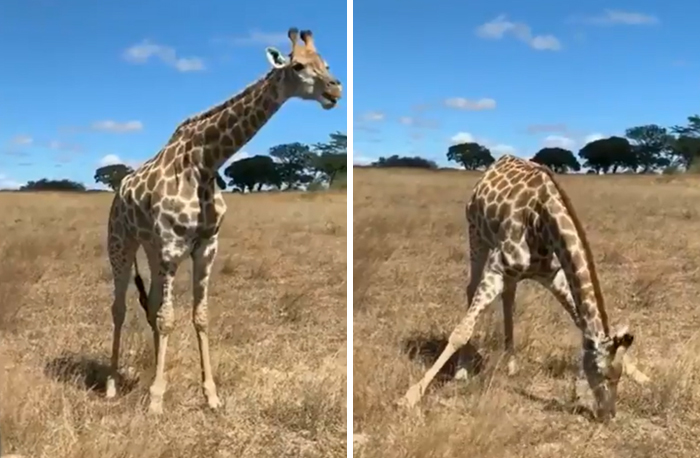 Apparently, Giraffes Have To Splay Their Legs Wide Apart In Order To Munch On Grass, And The Video Of It Is Going Viral