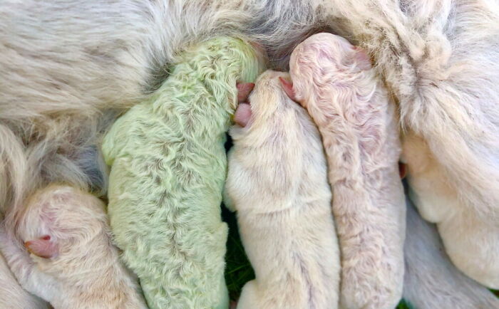 A Puppy With Green Fur Was Born In Italy And The Owners Named Him Pistachio