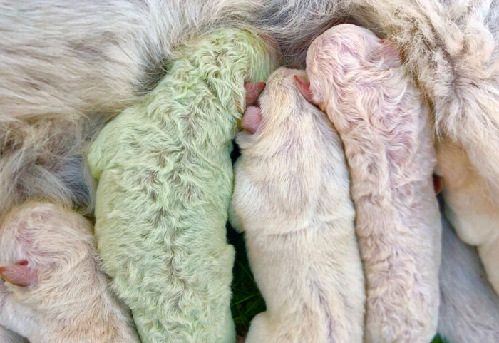 A Puppy With Green Fur Was Born In Italy And The Owners Named Him Pistachio