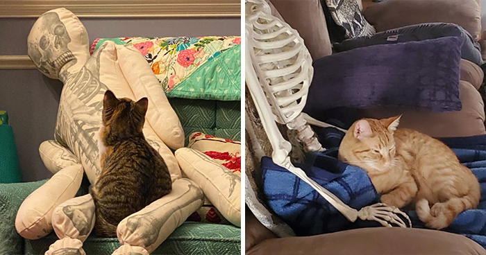 Woman Finds Out And Posts Pictures Of How Cats Would React If You Suddenly Died At Home