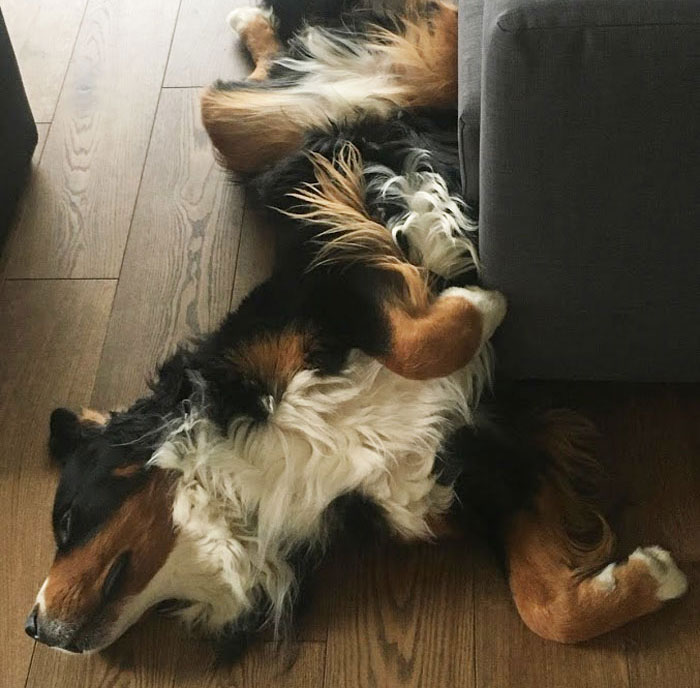 Hey Pandas, What Is Your Pet’s Weirdest Or Cutest Habit? (Closed)